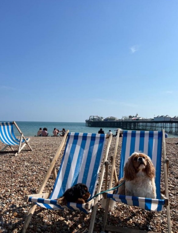 A picture at the beach showing two dogs sitting on deckchairs.